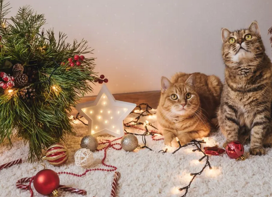 Paws and Pine Needles: Why Cats Love Christmas Trees