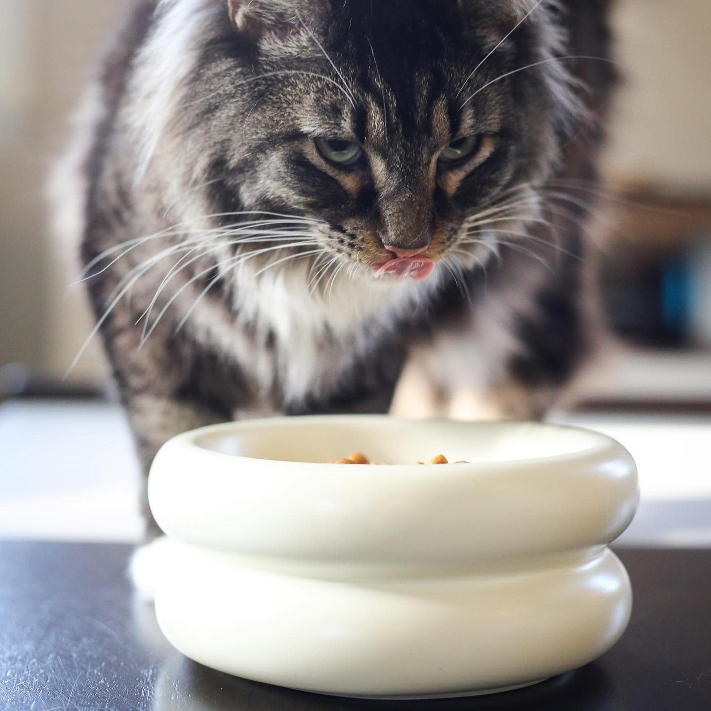 maine coon with modern cat bowl that is the best elevated cat bowl and best ceramic cat bowl with whisker fatigue and anti-vomiting prevention properties