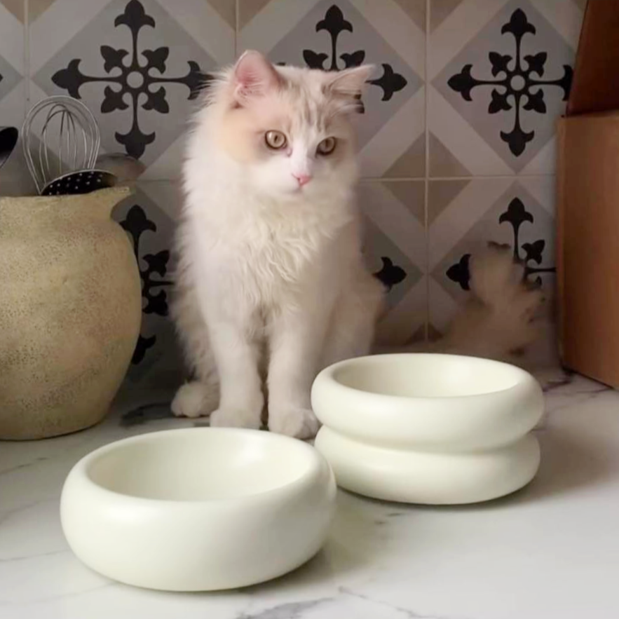 white cat on kitchen counter with best elevated cat bowl and ceramic raised cat bowl by catenary home with whisker fatigue and anti-vomiting prevention properties