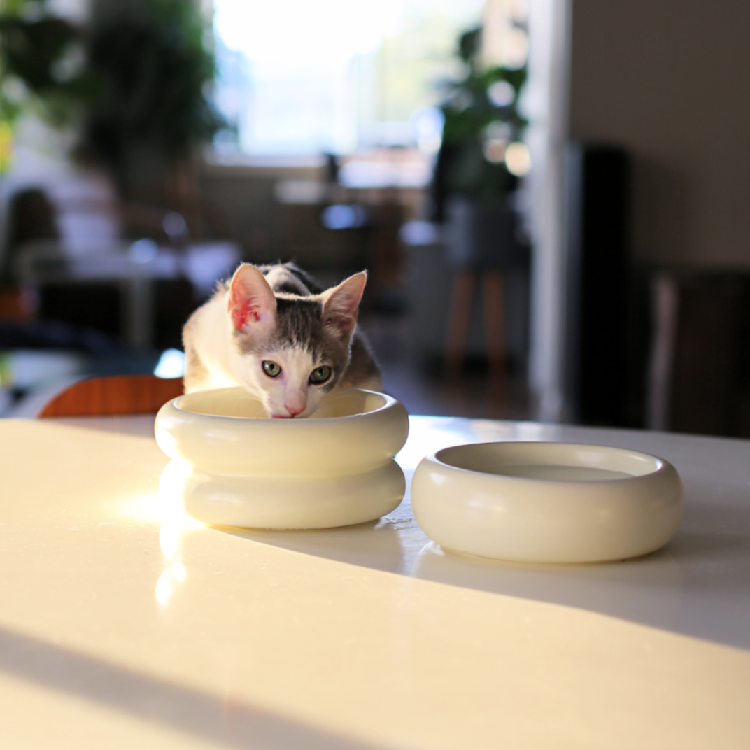 catenary cat eating from the best elevated cat bowl made of ceramic and in aesthetic dining room