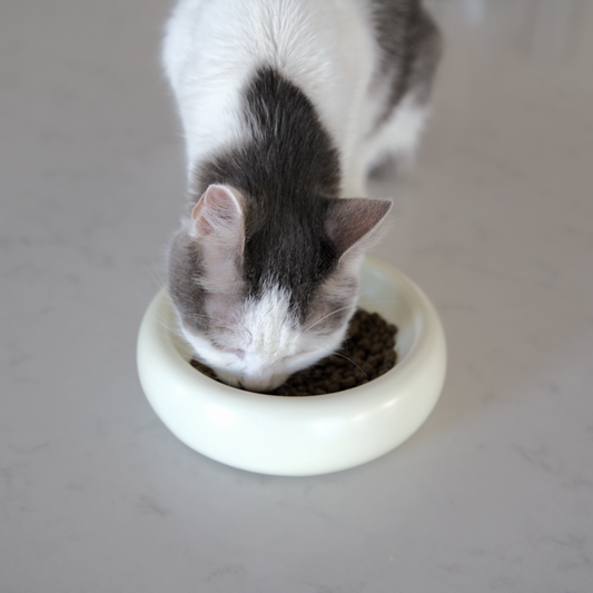 grey and white cat eating from white catenary modern cat bowl on marble kitchen countertop that prevents whisker fatigue