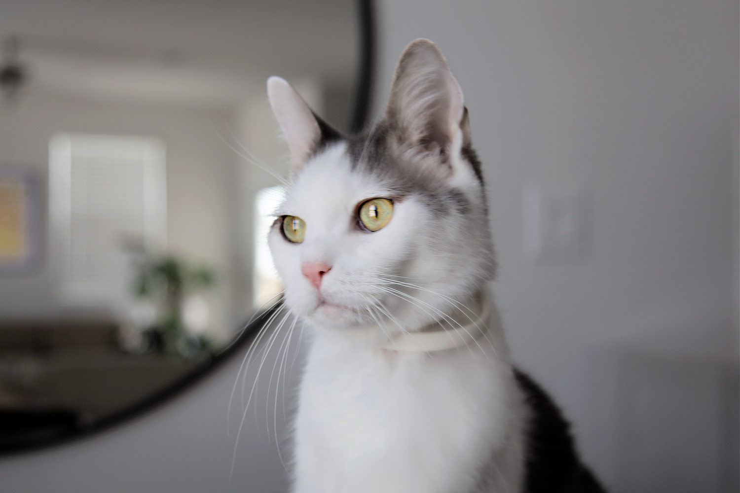 portrait picture of grey and white cat with green eyes by catenary