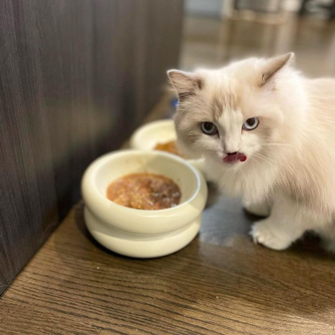 ragdoll cat eating wet food from ceramic cat bowl that is white and the best elevated cat bowl by catenary with whisker fatigue and anti-vomiting prevention properties