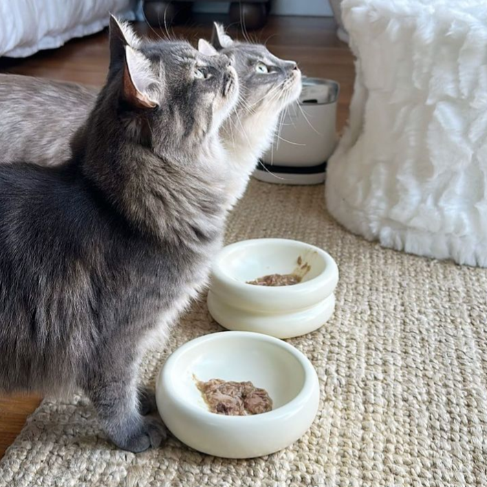 best modern cat bowls and best stylish cat bowls in aesthetic home with two cats