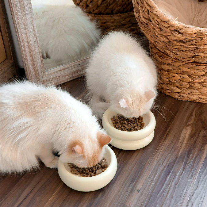best modern cat bowls with white cats eating from elevated cat bowl and ceramic cat bowl in boho aesthetic room by catenary with whisker fatigue and anti-vomiting prevention properties