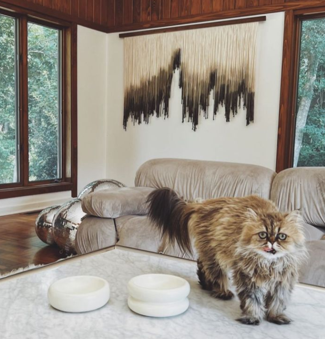 persian cat in modern living room next to the best modern cat bowls that are aesthetic and stylish