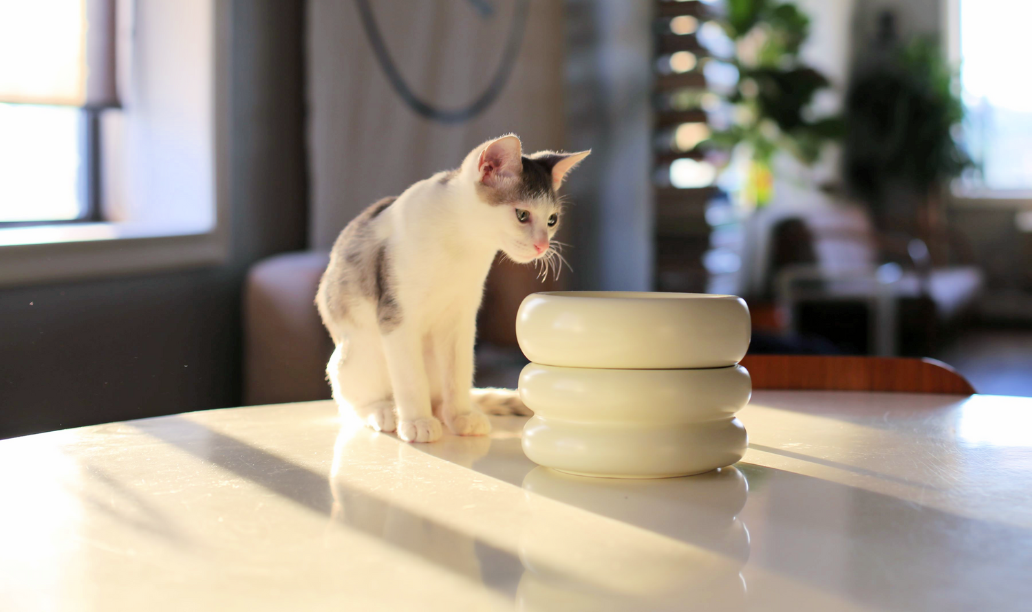 ceramic cat bowls that are stacking to be the best elevated cat bowls and best modern cat bowls
