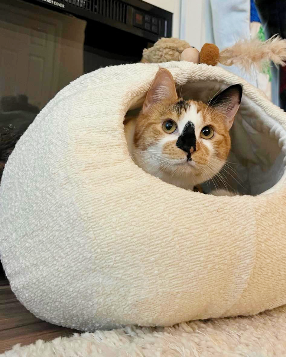 best modern cat cave bed with calico cat inside peering out