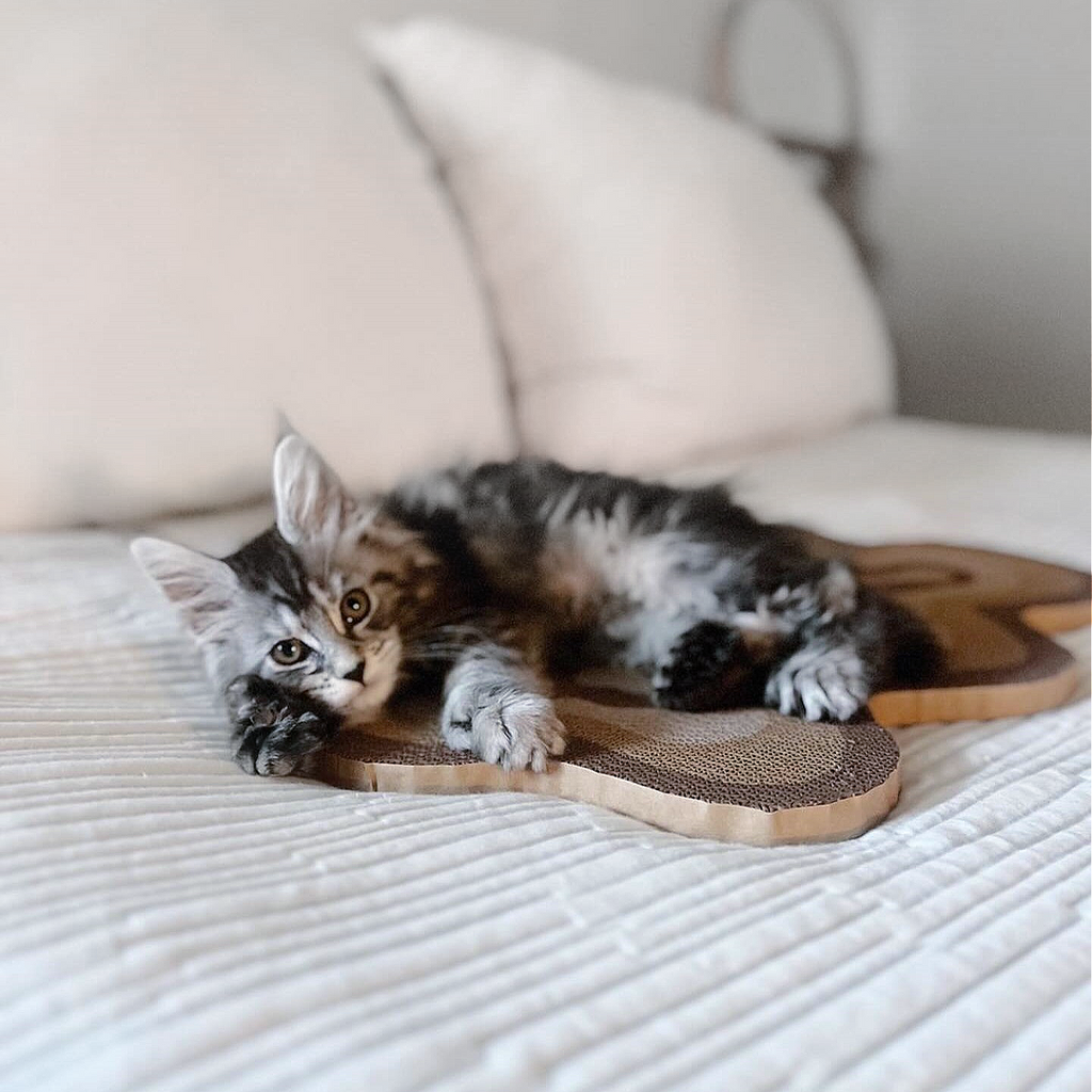 cat on modern cat scratcher in minimalist bed and home by catenary home modern cat furniture company