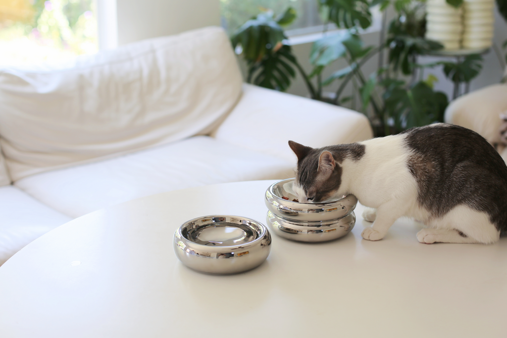 How to Care for Your Chrome Halo Cat Bowls