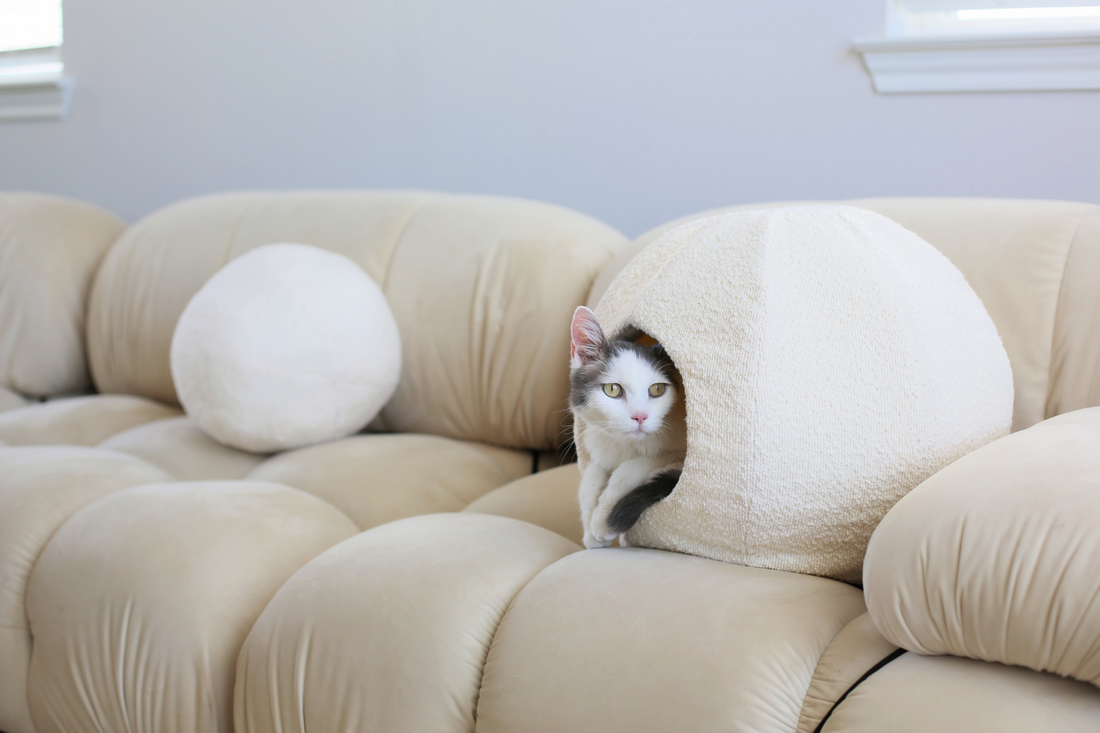 luxury cat bed cave with grey and white cat in boucle cat cave on camaleonda couch