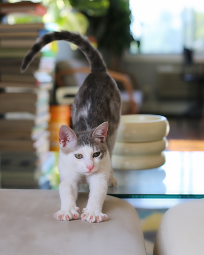 How to Redirect Common Cat Behaviors Without Punishment