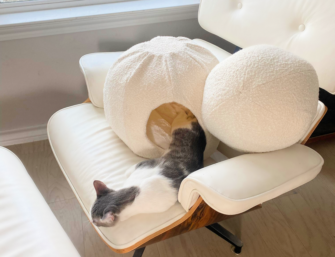 Cat Cave vs. Cat Bed: Which Is Right for Your Kitty?