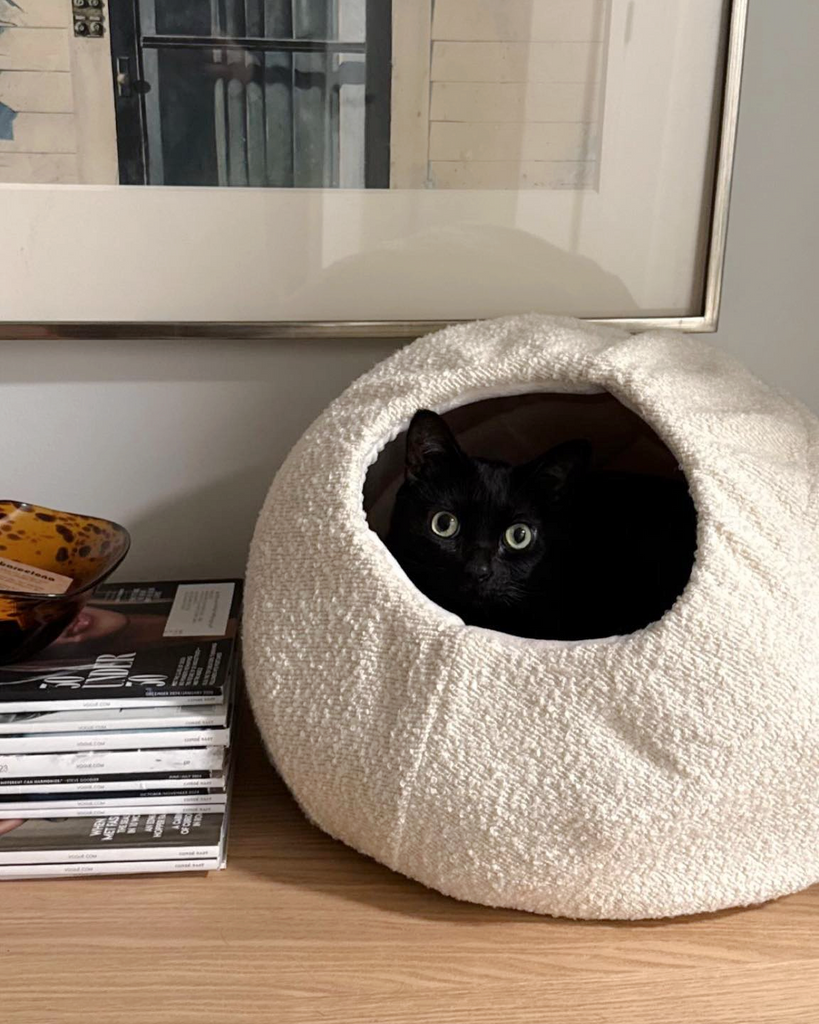Helping Your Cat Feel at Home Again After a Move