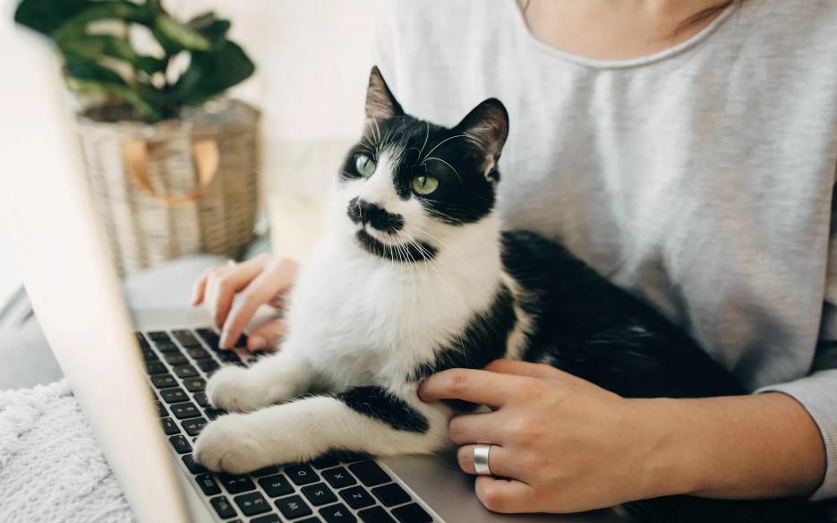 black and white cat with cat mom looking for gifts for cat lovers on their laptop