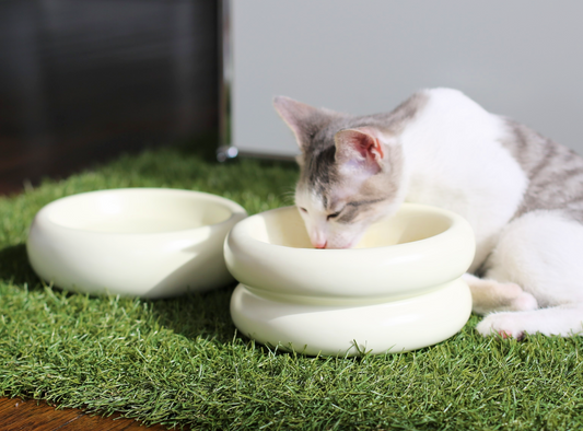 How to Care for Your Catenary Halo Cat Bowls