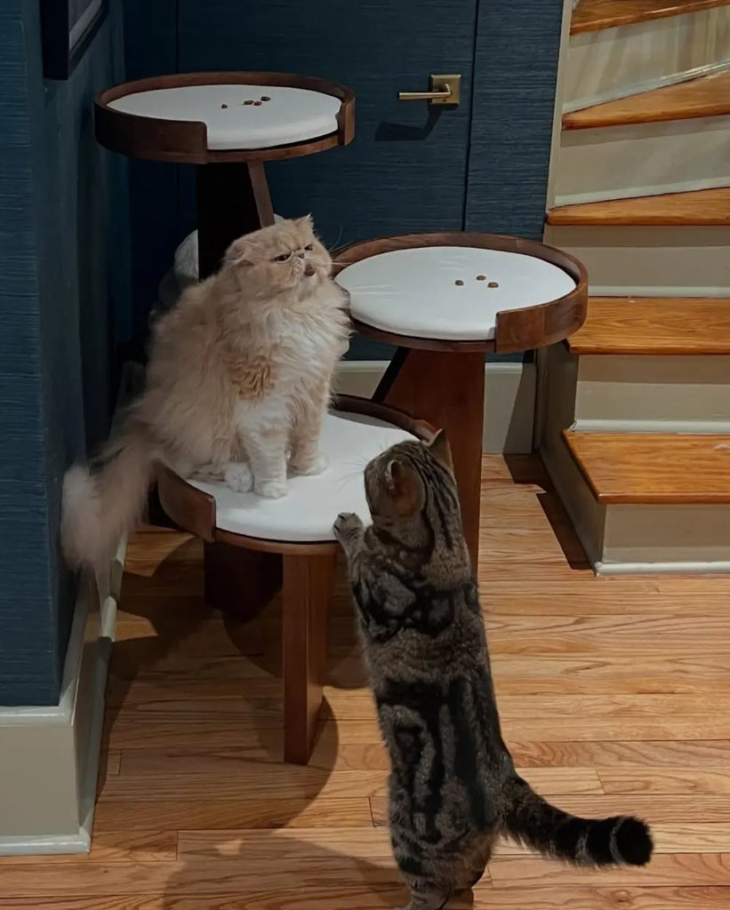 Why Cat Towers are Essential for Happy Felines