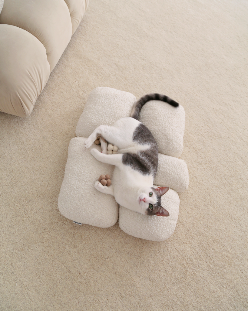 Why Punishment Doesn’t Work for Cats—and What to Do Instead