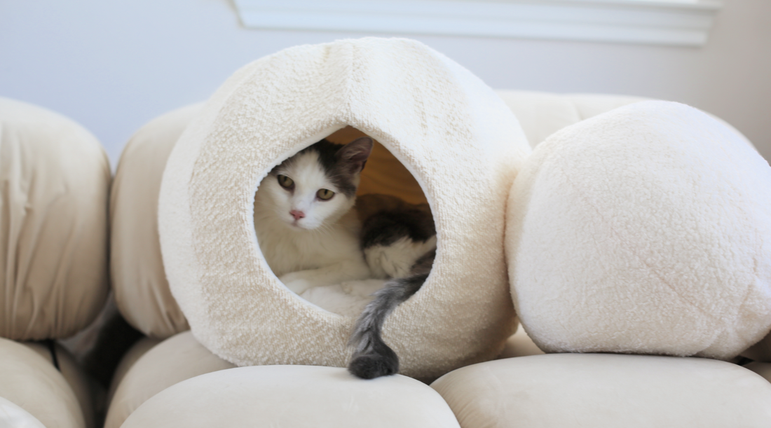 modern cat bed cave like peekaboo cat cave or covered cat bed in luxury boucle with grey white cat inside in modern living room