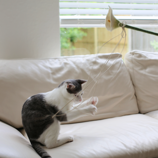 Deepen Your Connection with Your Cat with Cat Wand Toys