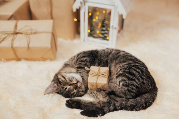 gifts for cat lovers especially during the holiday season with gifts and white all around
