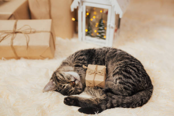 Cat lying by a gift box – perfect for showcasing luxury cat gifts, unique gifts for cat lovers, and stylish cat Christmas gifts.