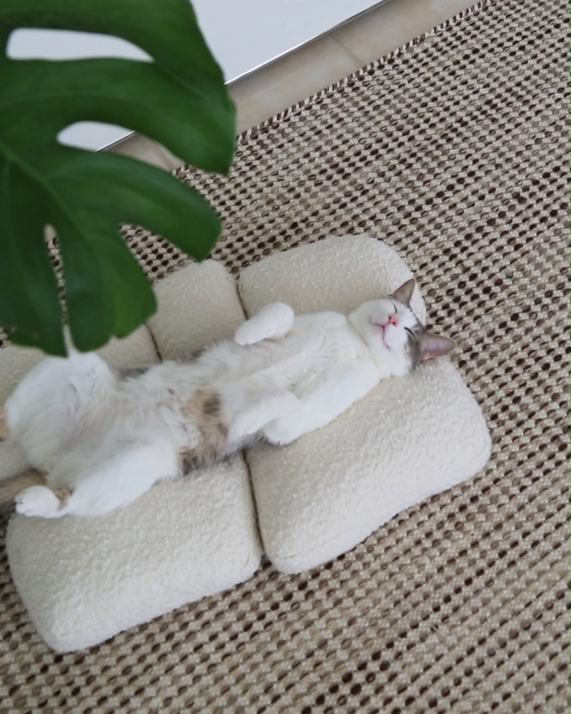 How to Protect Houseplants While Living With Cats