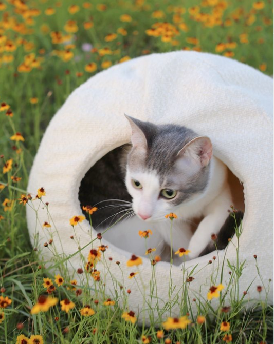 How to Care for Your Catenary Moon Cat Cave Bed