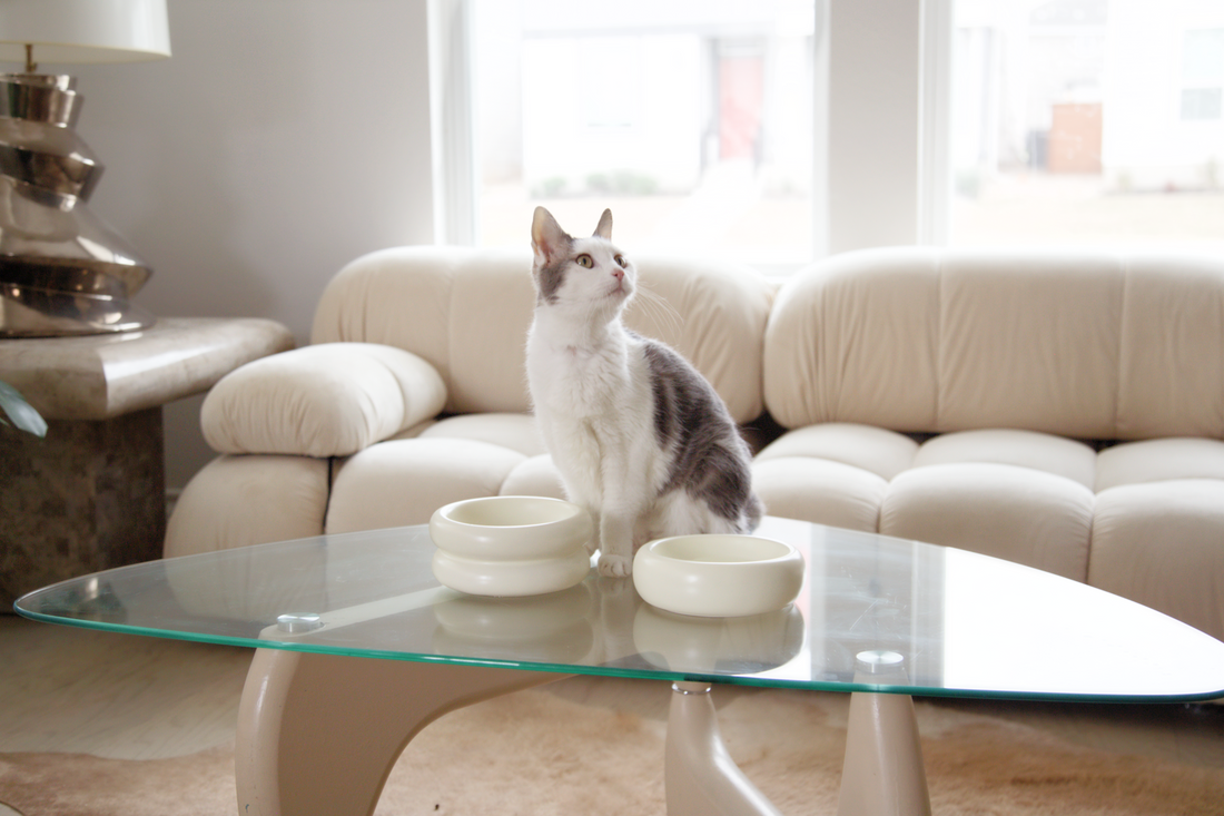 modern cat bowls with cat in modern living room