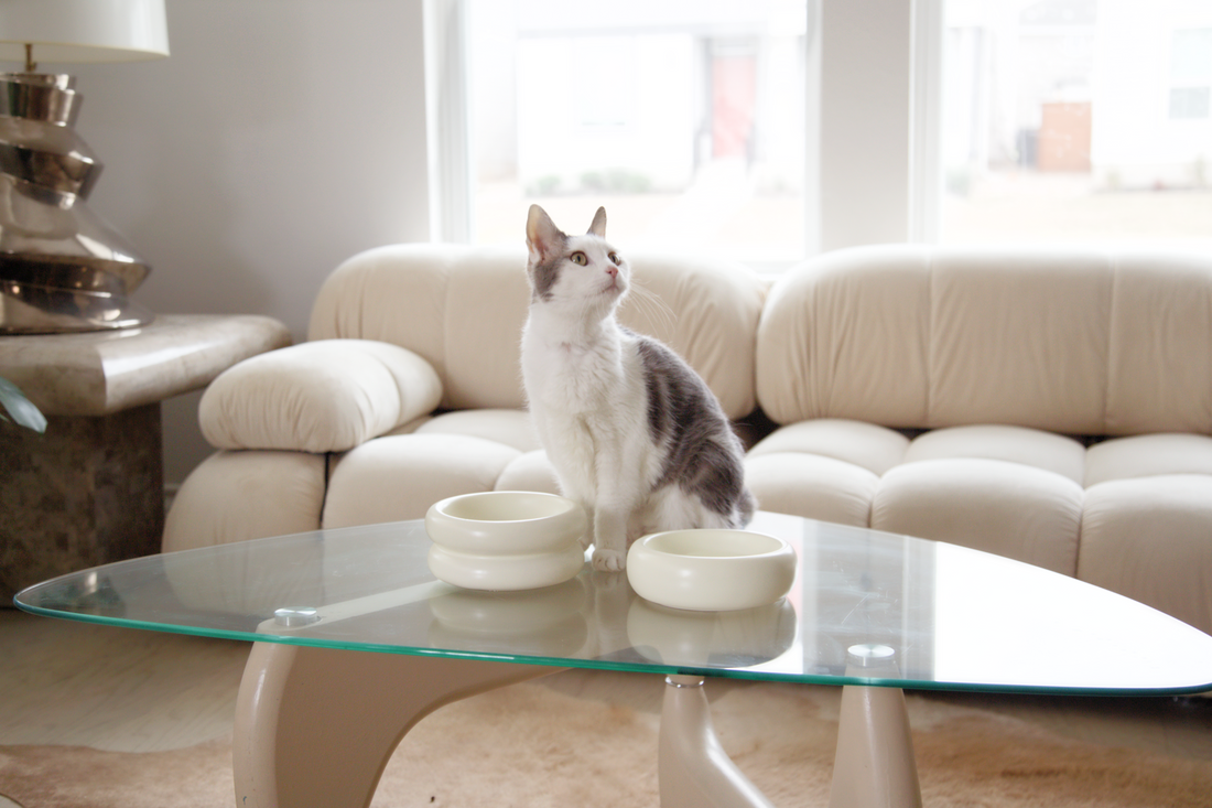 Modern online cat bowls