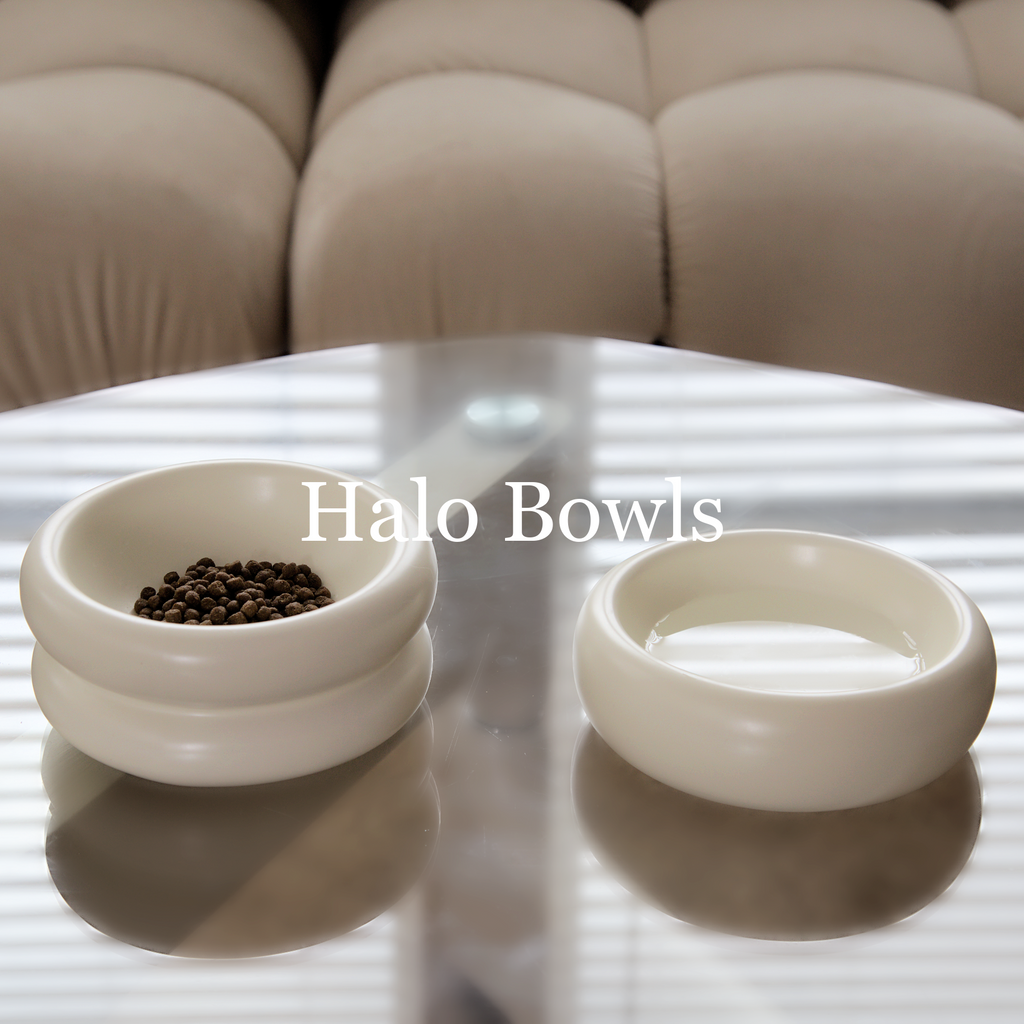 elevated cat bowl and classic food and water bowls on glass coffee table in modern living room