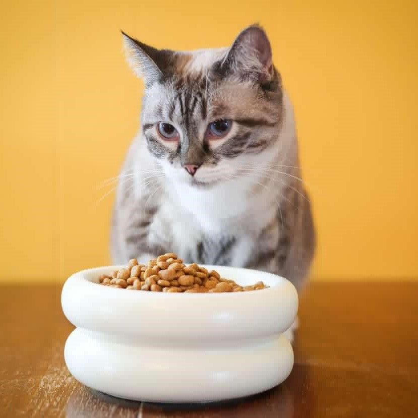 yellow background with cat eating kibble from elevated cat bowl that is a stylish cat bowl