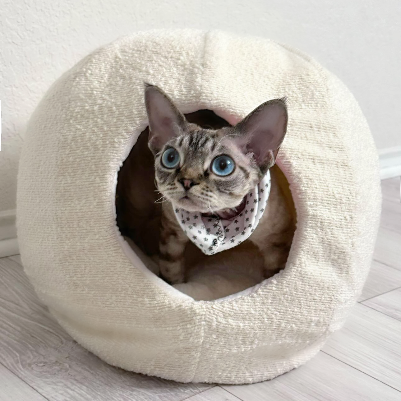 devon rex cat in modern cat cave made of white boucle