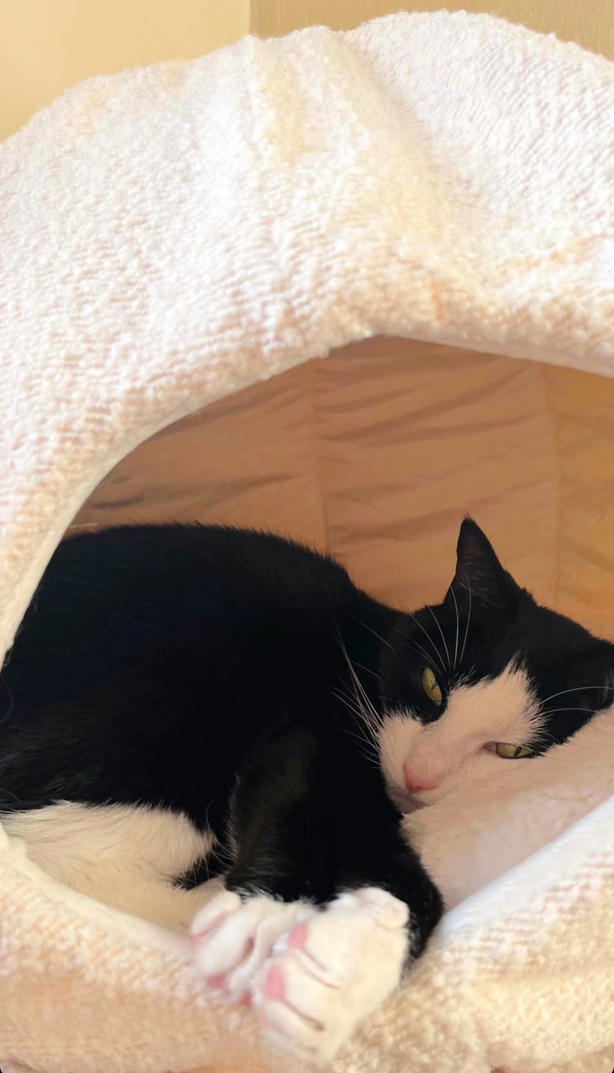 black and white cat sleeping in luxury cat cave bed by catenary home