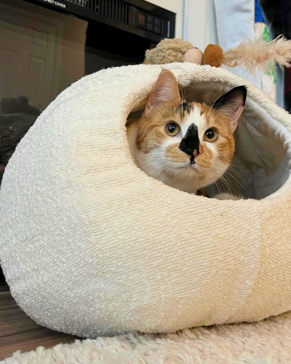 Kitty hot sale cave bed