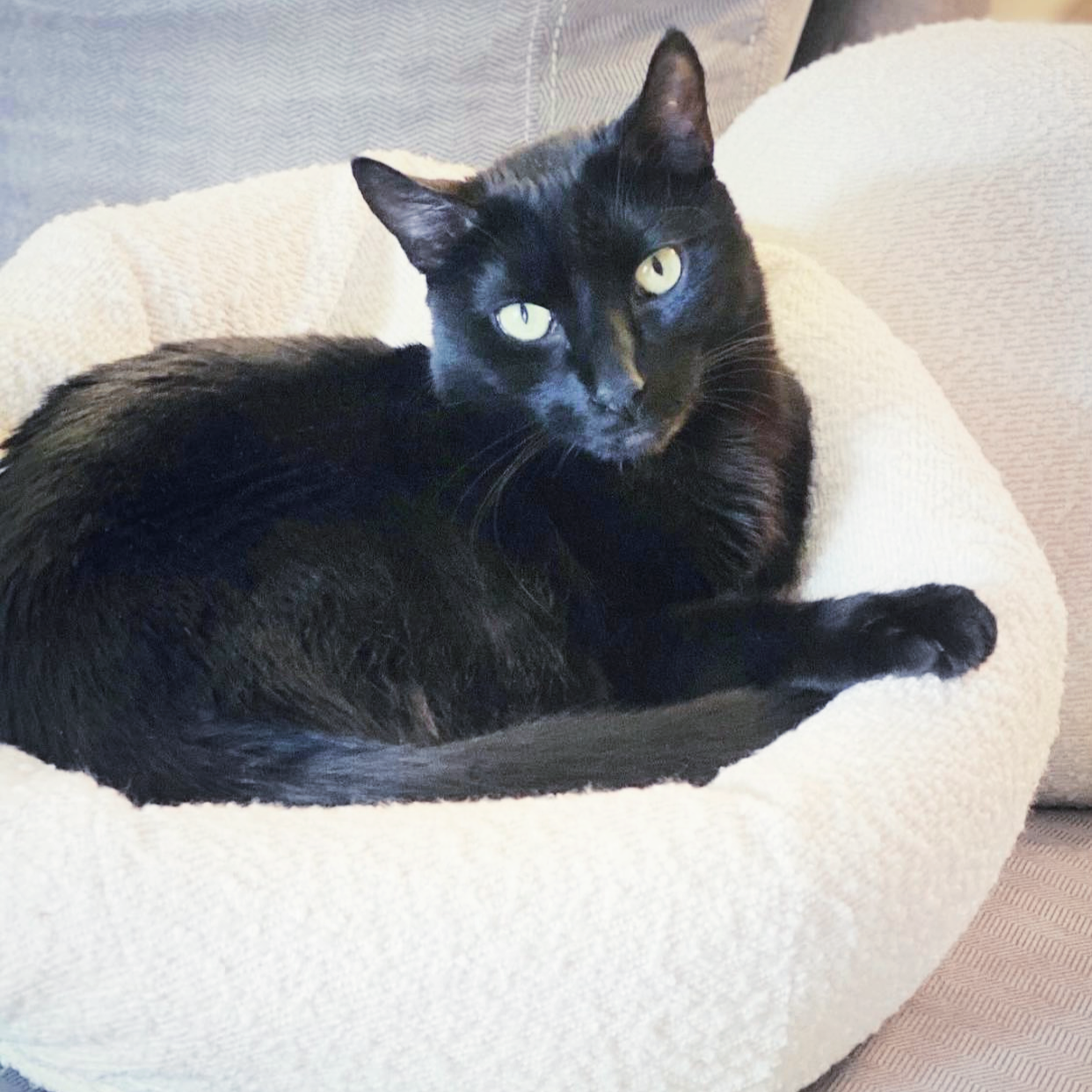 black cat on cat cave turned cat bed by catenary home that is a machine washable cat bed covered to be a cat igloo, and enclosed cat bed, and cat hideaway all in one