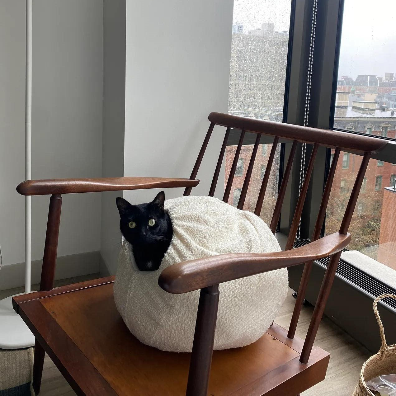 black cat in luxury cat bed cave by catenary home on wooden chair in modern apartment covered to be a cat igloo, and enclosed cat bed, and cat hideaway all in one