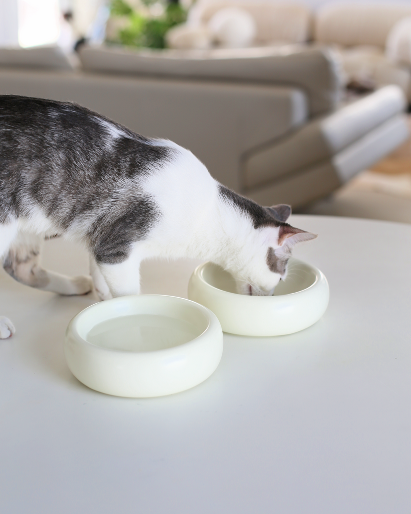 grey and white aesthetic cat eating from best modern cat bowl with whisker fatigue prevention that is the best cat bowls by catenary home modern cat furniture company one that is a cat food bowl and one used as a cat water bowl on white dining table with living room in the background