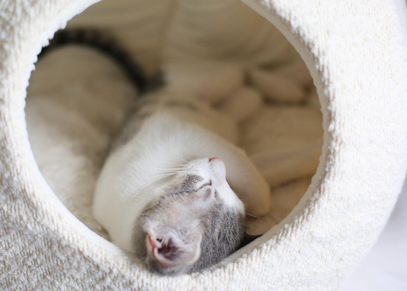 close up of grey and white cat sleeping peacefully in boucle luxury cat cave by catenary home that makes modern cat furniture