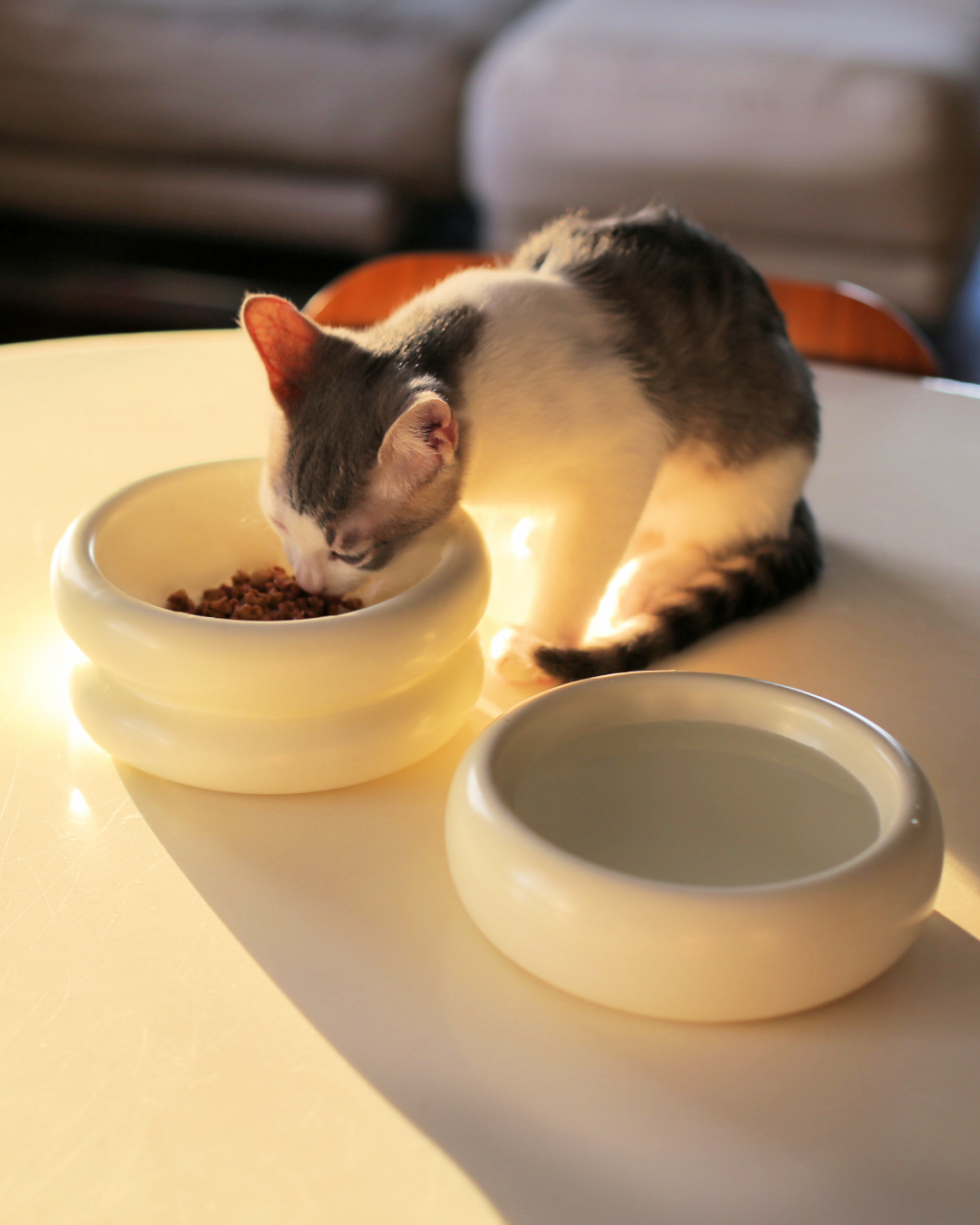 grey and white aesthetic cat eating from elevated cat bowl also known as raised cat bowl with whisker fatigue prevention that is the best cat bowls  by catenary home modern cat furniture company with plants in background and cat food mat underneath cat food bowl on white table