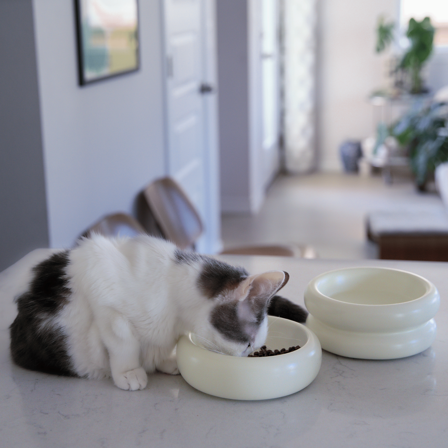 side profile of cat eating from white modern cat bowls on kitchen countertop in a modern house with whisker fatigue free shallow and wide design