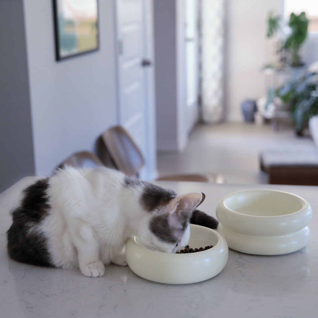 side profile of grey and white cat eating from ceramic cat bowls on marble kitchen countertop in modern home with whisker fatigue and anti-vomiting prevention properties