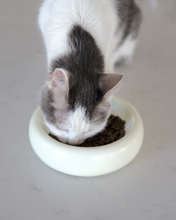 grey and white aesthetic cat eating from best modern cat bowl with whisker fatigue prevention that is the best cat bowls  by catenary home modern cat furniture company on white counter