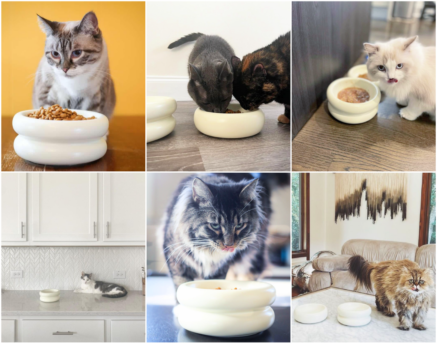 catenary cats using modern cat bowls aesthetic stylish elevated