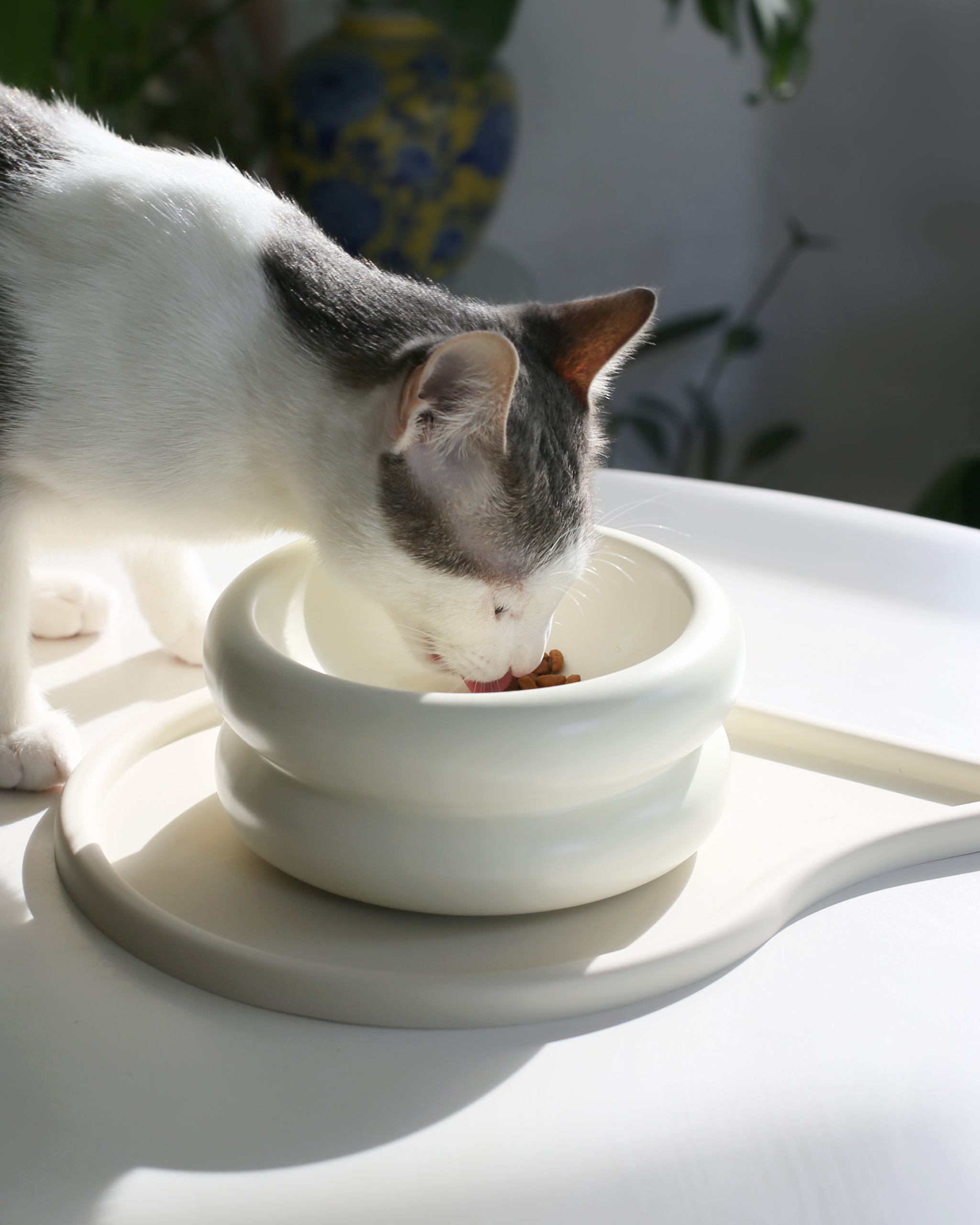 Raised cat food dishes online