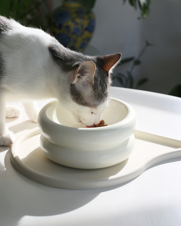 grey and white aesthetic cat eating from elevated cat bowl also known as raised cat bowl with whisker fatigue prevention that is the best cat bowls   by catenary home modern cat furniture company with plants in background and cat food mat underneath cat food bowl on white table