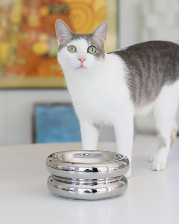 grey and white cat standing next do best elevated cat bowl in chrome by catenary home modern cat furniture company with yellow and blue modern living room in background