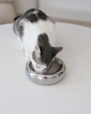 grey and white aesthetic cat eating from chrome best modern cat bowl by catenary home modern cat furniture brand on white table in modern home