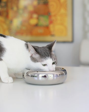 grey and white aesthetic cat eating from chrome best modern cat bowl by catenary home modern cat furniture brand on white table in modern home with yellow art in background