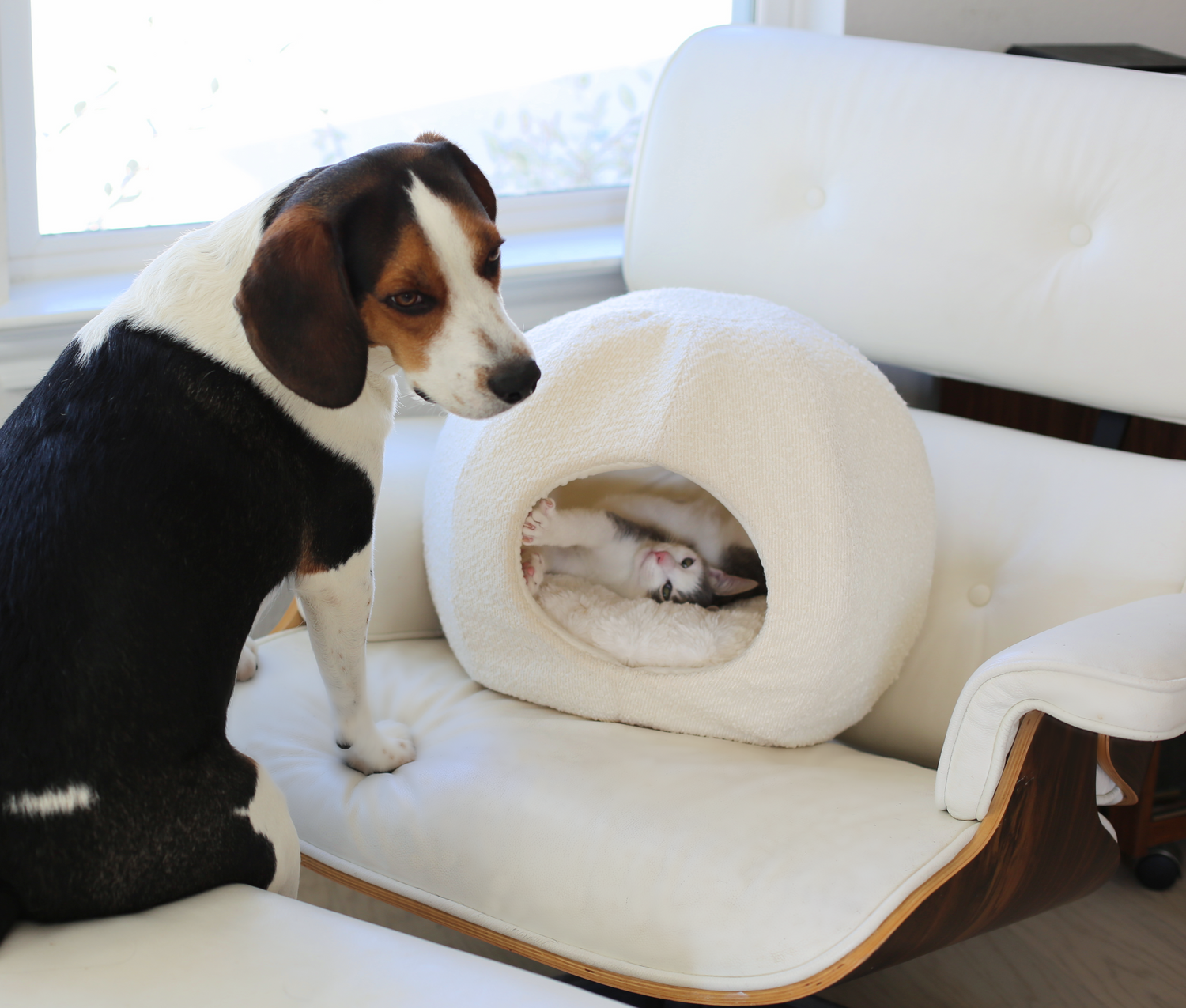 beagle dog and grey and white cat in modern luxury cat cave on herman miller eames chair by catenary home covered to be a cat igloo, and enclosed cat bed, and cat hideaway all in one